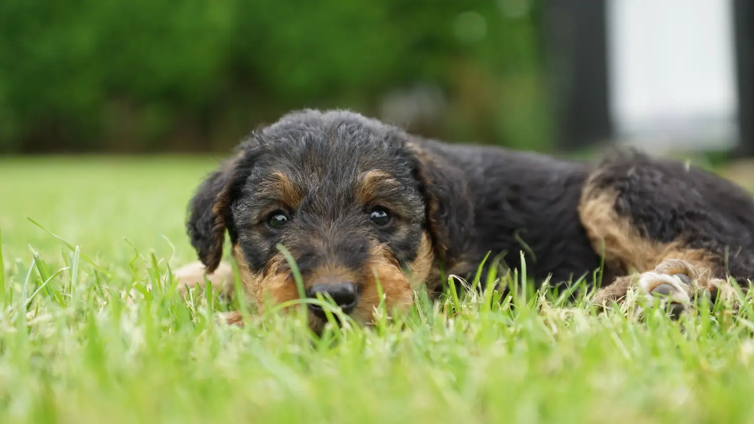 Acheter un chiot Airedale Terrier, c'est prendre ses responsabilités ! Acheter des chiots Airedale Terrier.