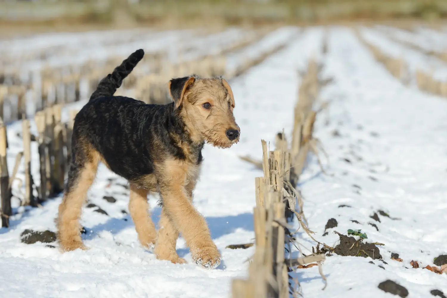Acheter un chiot Airedale Terrier, c'est prendre ses responsabilités ! Acheter des chiots Airedale Terrier.