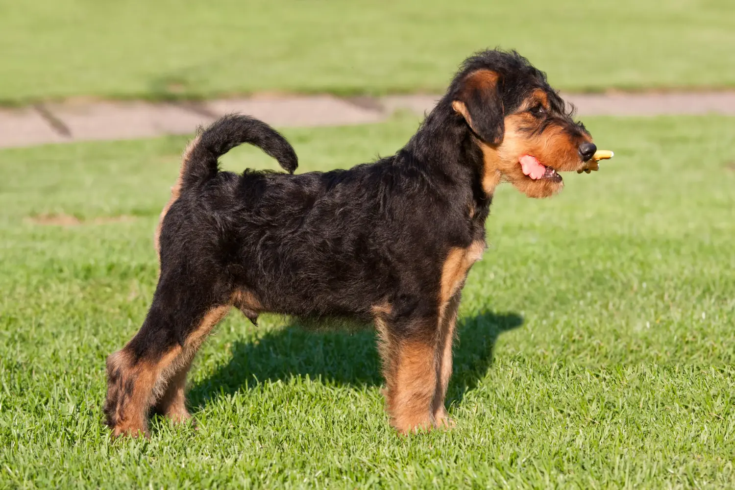 Acheter un chiot Airedale Terrier, c'est prendre ses responsabilités ! Acheter des chiots Airedale Terrier.