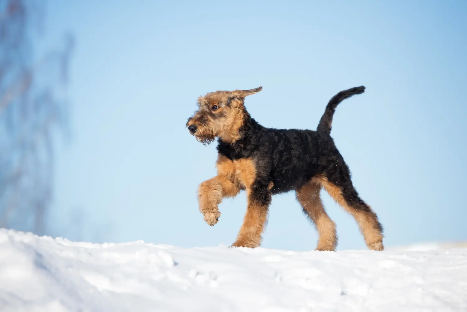 Acheter un chiot Airedale Terrier, c'est prendre ses responsabilités ! Acheter des chiots Airedale Terrier.