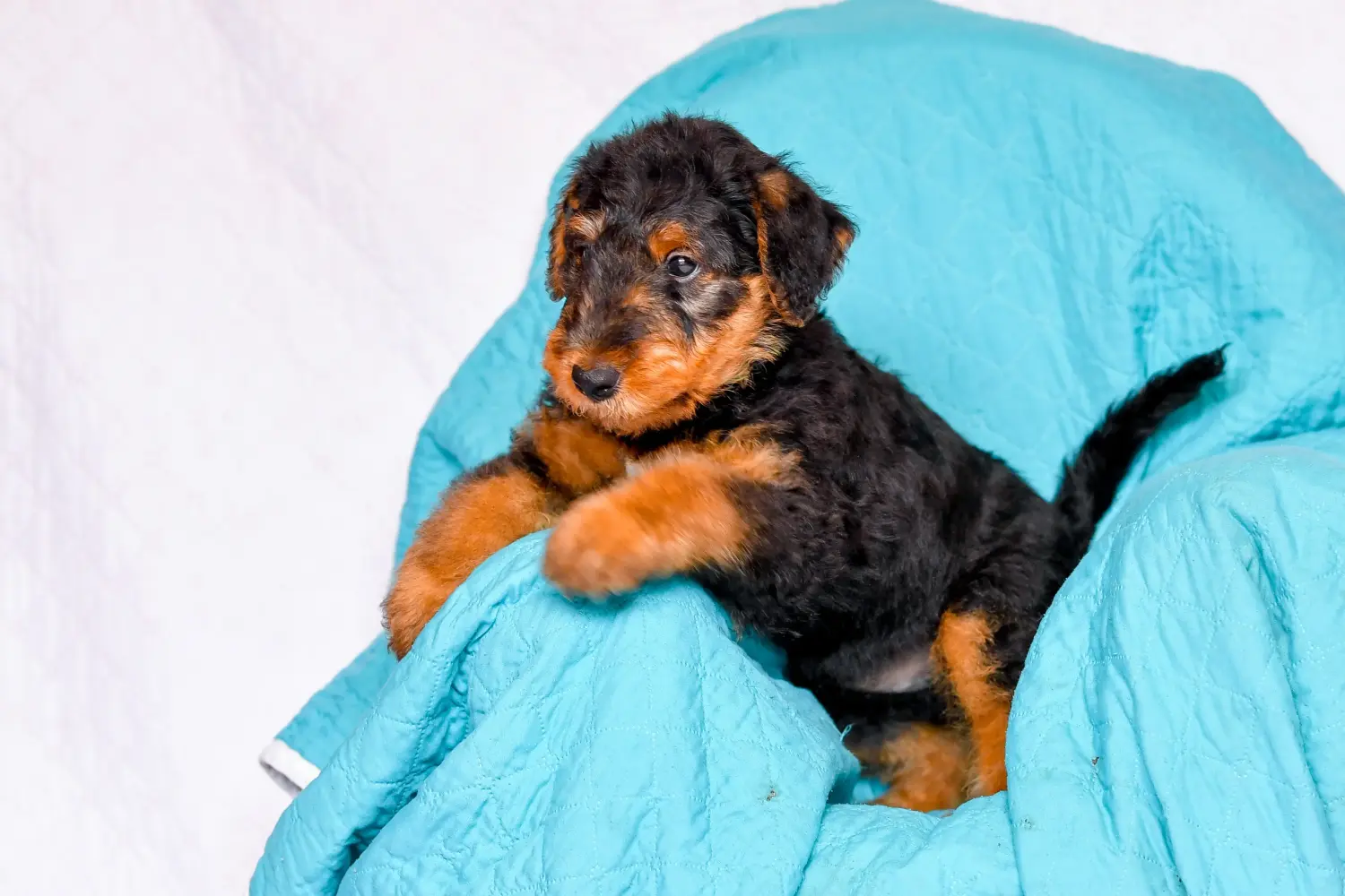 Acheter un chiot Airedale Terrier, c'est prendre ses responsabilités ! Acheter des chiots Airedale Terrier.