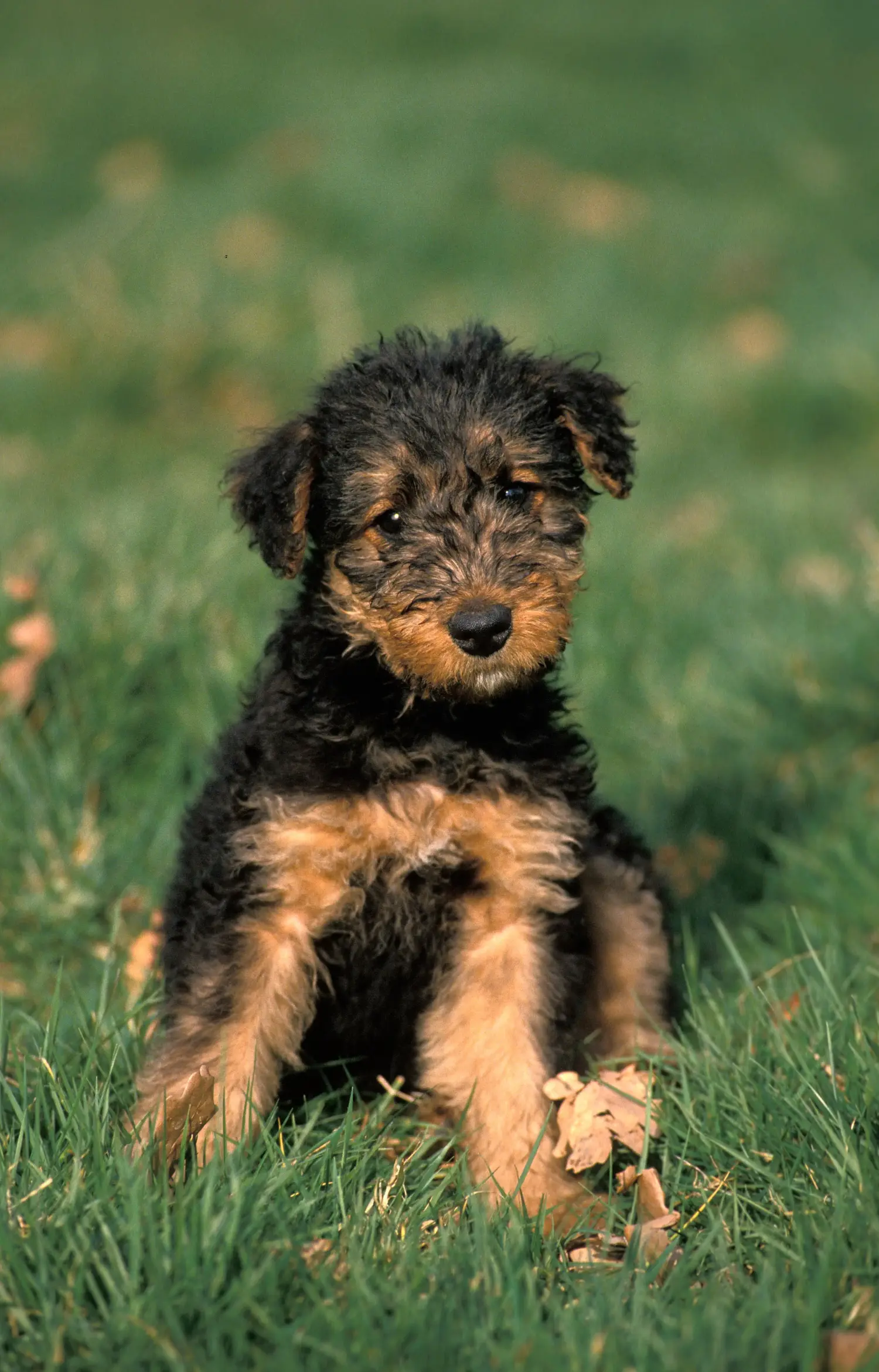 Acheter un chiot Airedale Terrier, c'est prendre ses responsabilités ! Acheter des chiots Airedale Terrier.