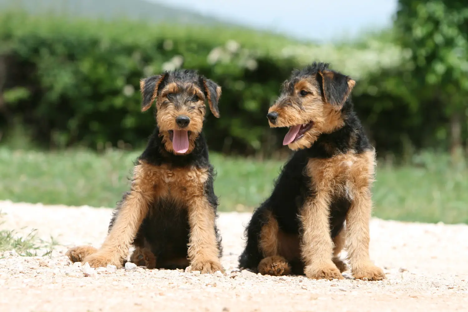 Acheter un chiot Airedale Terrier, c'est prendre ses responsabilités ! Acheter des chiots Airedale Terrier.