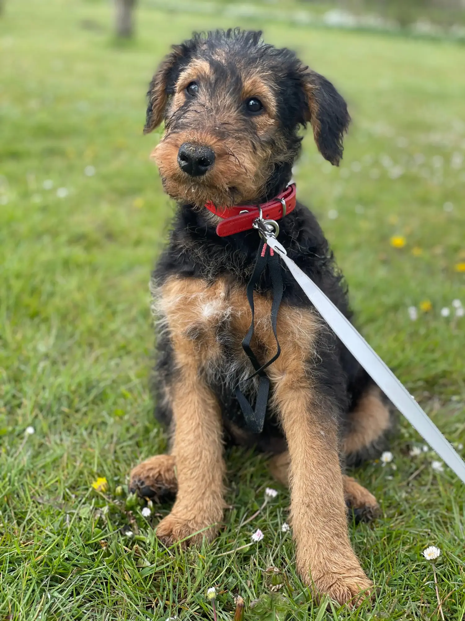 Acheter un chiot Airedale Terrier, c'est prendre ses responsabilités ! Acheter des chiots Airedale Terrier.