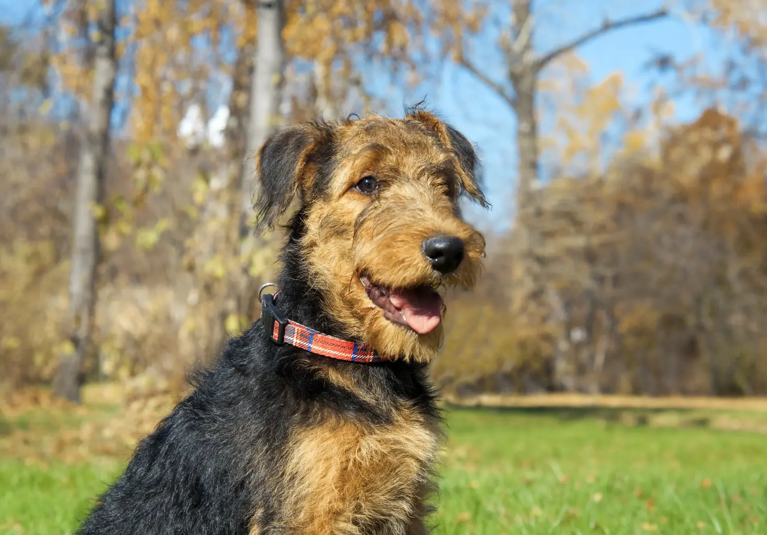 Acheter un chiot Airedale Terrier, c'est prendre ses responsabilités ! Acheter des chiots Airedale Terrier.