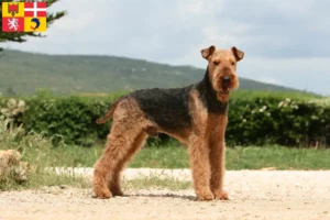 Lire la suite à propos de l’article Éleveurs d’Airedale Terrier et chiots en Auvergne-Rhône-Alpes
