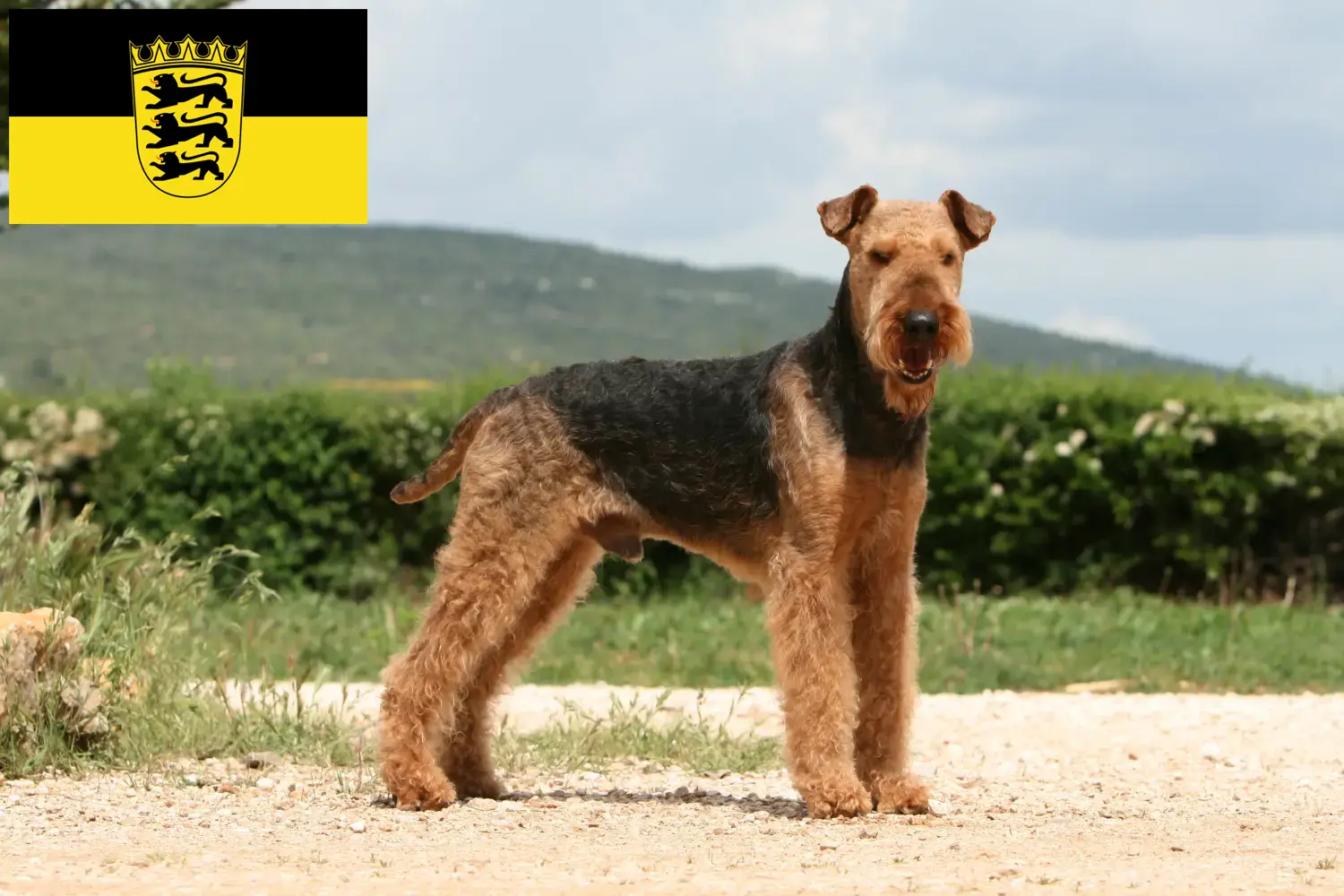Airedale Terrier chiots et éleveurs Baden-Württemberg Ici, tu trouveras des éleveurs d'Airedale Terrier en Baden-Württemberg.