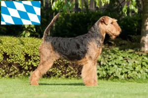 Lire la suite à propos de l’article Éleveurs d’Airedale Terrier et chiots en Bavière