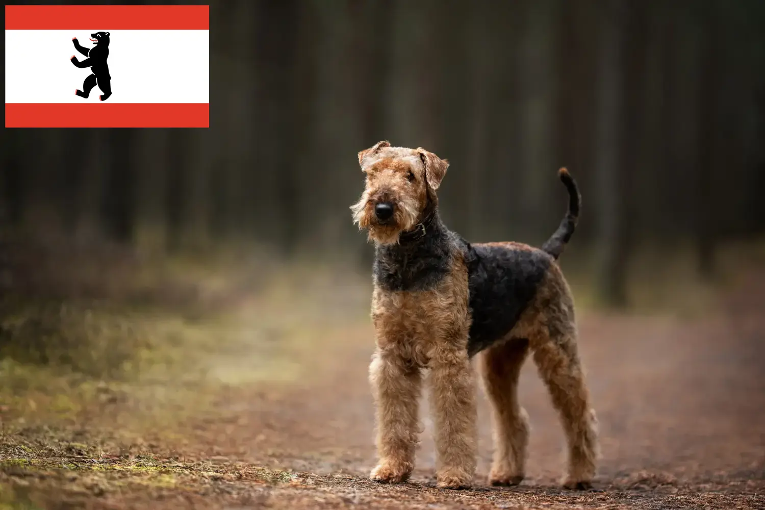 Airedale Terrier chiots et éleveurs Berlin Ici, tu trouveras des éleveurs d'Airedale Terrier à Berlin.