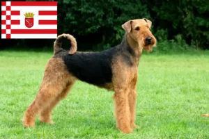 Lire la suite à propos de l’article Éleveurs d’Airedale Terrier et chiots à Brême