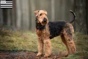 Lire la suite à propos de l’article Éleveurs d’Airedale Terrier et chiots en Bretagne