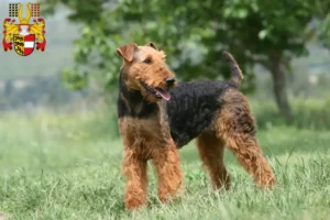 Lire la suite à propos de l’article Éleveurs d’Airedale Terrier et chiots en Carinthie