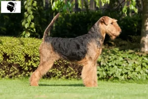 Lire la suite à propos de l’article Éleveurs d’Airedale Terrier et chiots en Corse