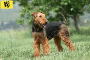 Lire la suite à propos de l’article Éleveurs d’Airedale Terrier et chiots en Flandre