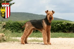 Lire la suite à propos de l’article Éleveurs d’Airedale Terrier et chiots en Haute-Autriche