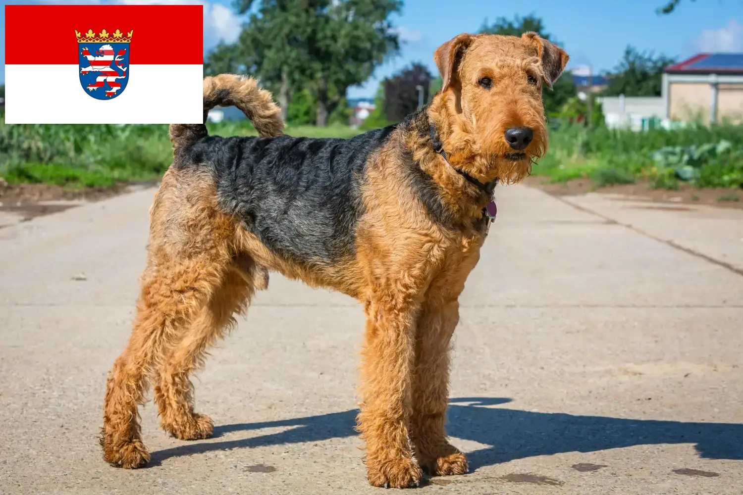 Airedale Terrier chiots et éleveurs Hesse Ici, tu trouveras des éleveurs d'Airedale Terrier en Hesse.