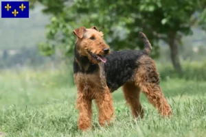 Lire la suite à propos de l’article Éleveurs d’Airedale Terrier et chiots en Île-de-France