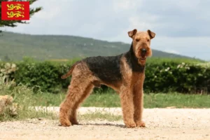 Lire la suite à propos de l’article Éleveurs d’Airedale Terrier et chiots en Normandie