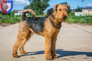 Lire la suite à propos de l’article Éleveurs d’Airedale Terrier et chiots en Pays de la Loire