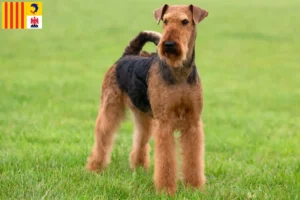 Lire la suite à propos de l’article Éleveurs d’Airedale Terrier et chiots en Provence-Alpes-Côte d’Azur