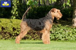 Lire la suite à propos de l’article Éleveurs d’Airedale Terrier et chiots en Région de Bruxelles-Capitale