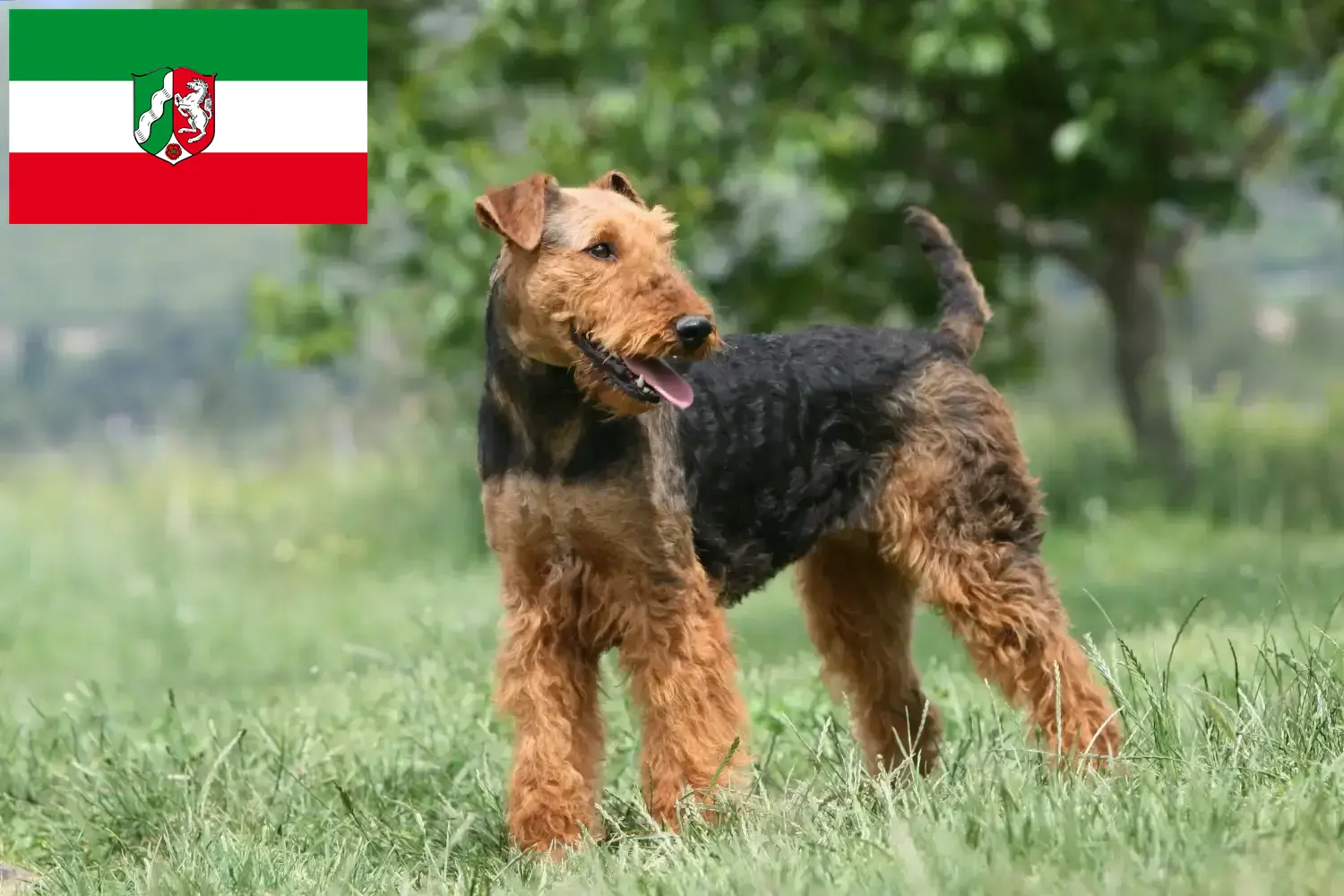 Airedale Terrier chiots et éleveurs Rhénanie-du-Nord-Westphalie Ici, tu trouveras des éleveurs d'Airedale Terrier en Rhénanie-du-Nord-Westphalie.