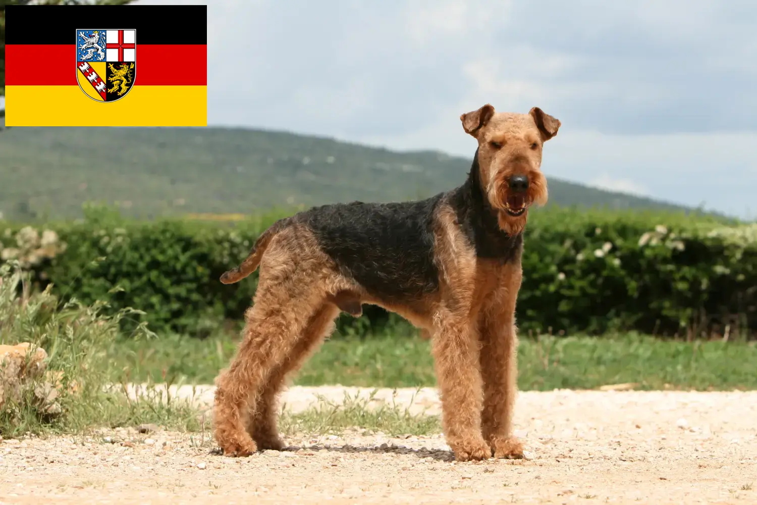 Airedale Terrier chiots et éleveurs Saarland Ici, tu trouveras des éleveurs d'Airedale Terrier en Sarre.
