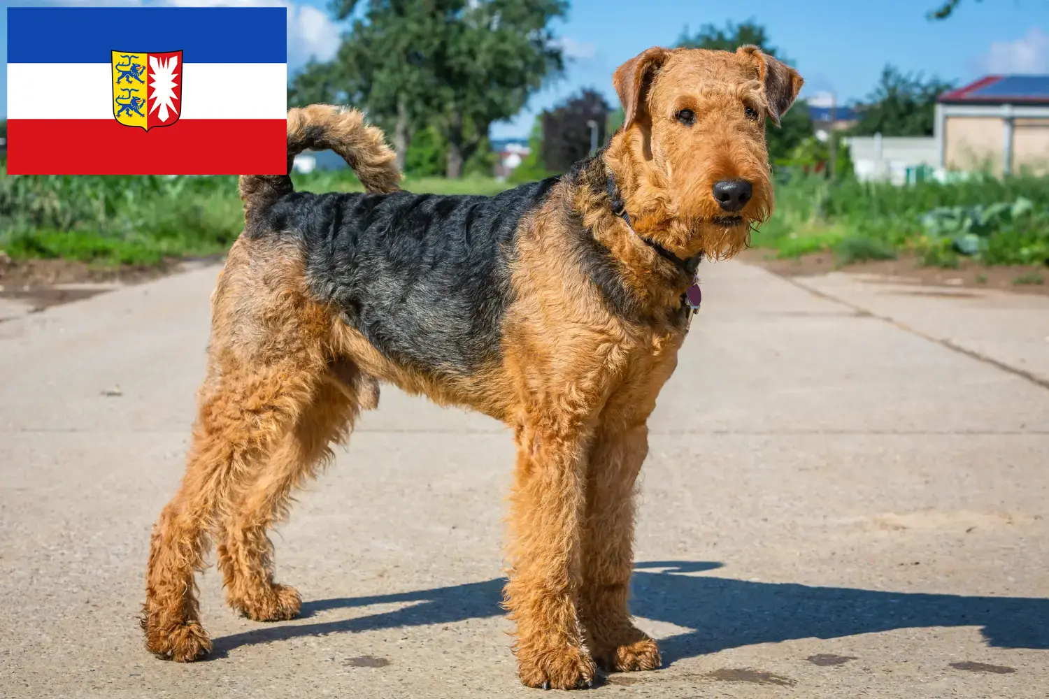Airedale Terrier chiots et éleveurs Schleswig-Holstein Ici, tu trouveras des éleveurs d'Airedale Terrier dans le Schleswig-Holstein.