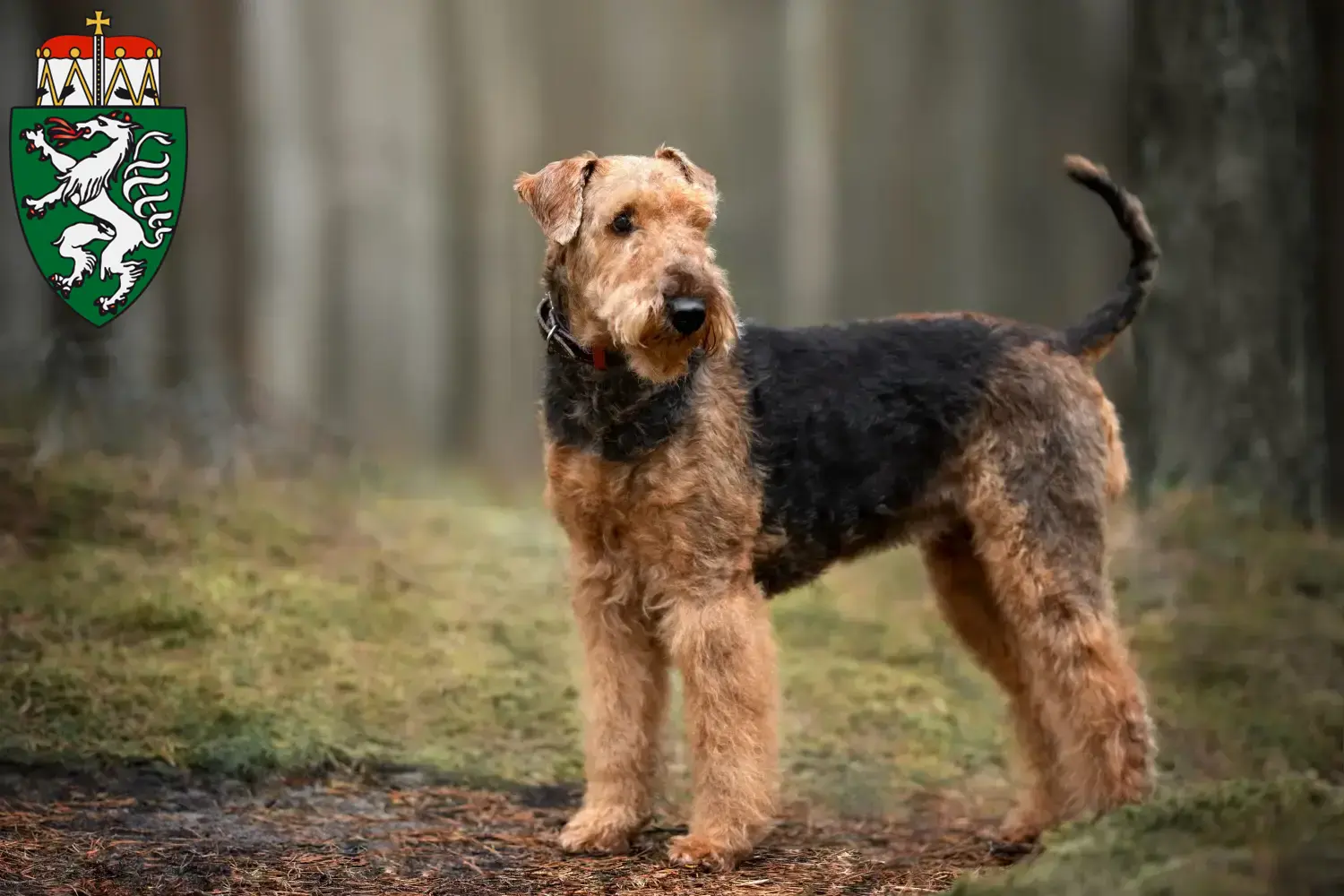 Airedale Terrier chiots et éleveurs Steiermark Ici, tu trouveras des éleveurs d'Airedale Terrier en Styrie.
