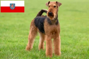 Lire la suite à propos de l’article Éleveurs d’Airedale Terrier et chiots en Thuringe