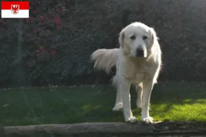 Lire la suite à propos de l’article Éleveurs et chiots Akbash dans le Brandebourg