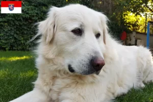 Lire la suite à propos de l’article Éleveurs Akbash et chiots en Hesse