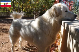 Lire la suite à propos de l’article Éleveurs Akbash et chiots dans le Mecklembourg-Poméranie occidentale