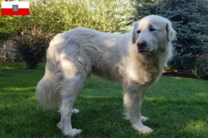 Lire la suite à propos de l’article Éleveurs Akbash et chiots en Thuringe