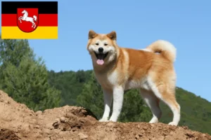 Lire la suite à propos de l’article Éleveurs d’Akita et chiots en Basse-Saxe