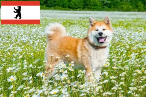Lire la suite à propos de l’article Éleveurs d’Akita et chiots à Berlin