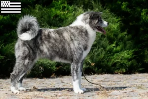 Lire la suite à propos de l’article Éleveurs d’Akita et chiots en Bretagne