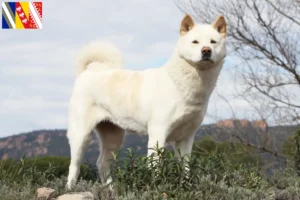 Lire la suite à propos de l’article Éleveurs d’Akita et chiots en Grand Est