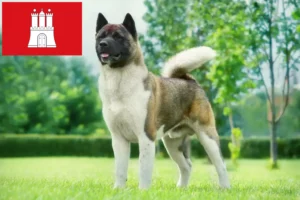Lire la suite à propos de l’article Éleveurs d’Akita et chiots à Hambourg