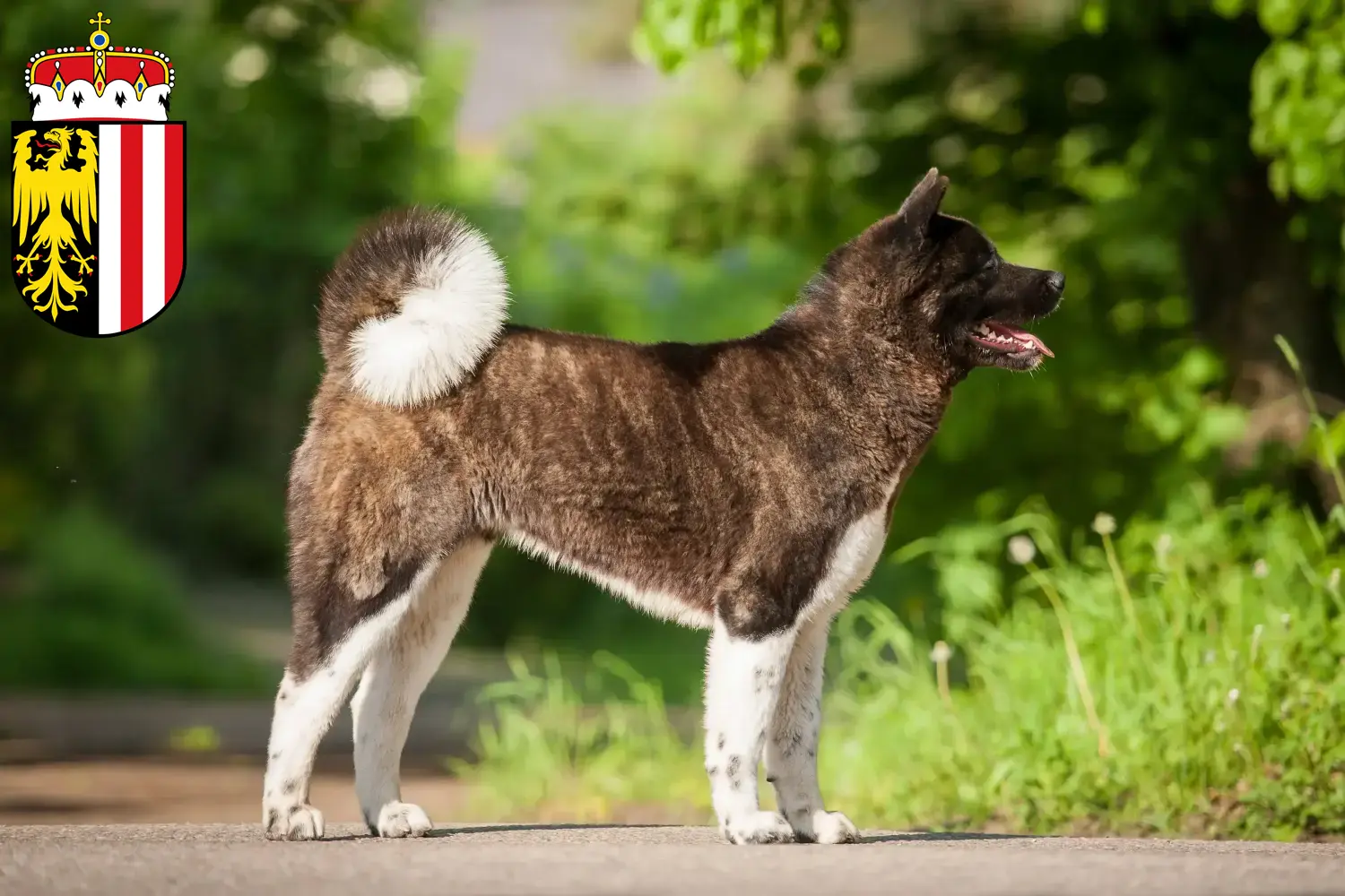 Akita chiots et éleveurs Haute-Autriche Ici tu peux trouver des éleveurs d'Akita en Haute-Autriche.