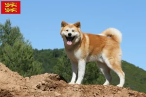 Lire la suite à propos de l’article Éleveurs d’Akita et chiots en Normandie