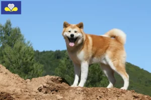 Lire la suite à propos de l’article Éleveurs d’Akita et chiots en Région de Bruxelles-Capitale