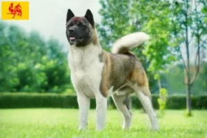 Lire la suite à propos de l’article Éleveurs d’Akita et chiots en Région wallonne