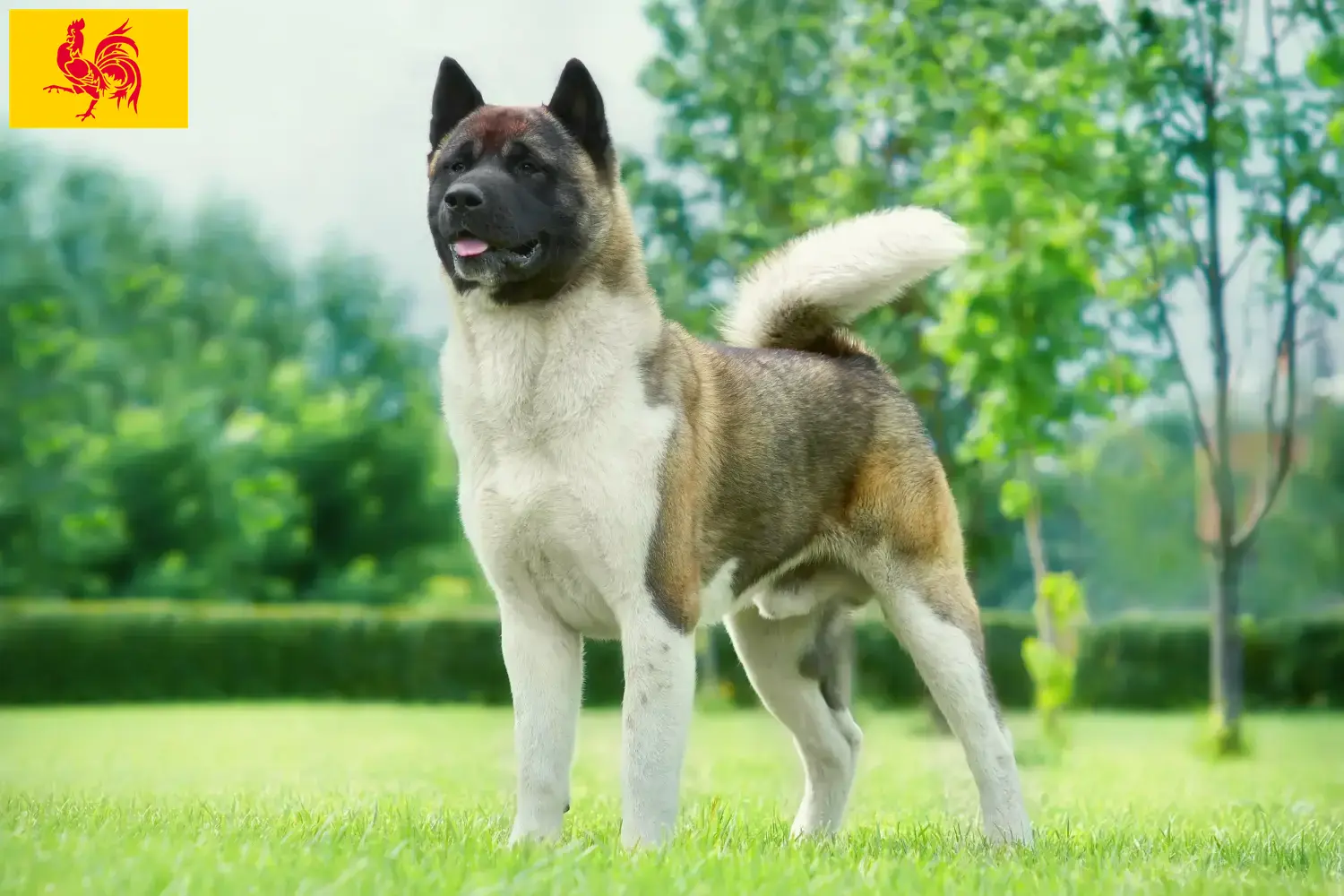 Akita chiots et éleveurs Région wallonne Ici vous trouverez les éleveurs d'Akita en Région Wallonne.
