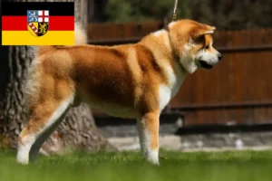Lire la suite à propos de l’article Éleveurs d’Akita et chiots en Sarre