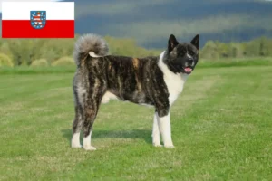 Lire la suite à propos de l’article Éleveurs d’Akita et chiots en Thuringe