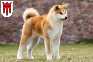 Lire la suite à propos de l’article Éleveurs d’Akita et chiots dans le Vorarlberg