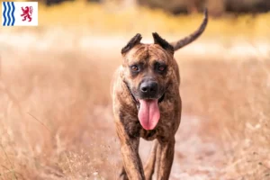 Lire la suite à propos de l’article Alano Español éleveurs et chiots en Nouvelle-Aquitaine