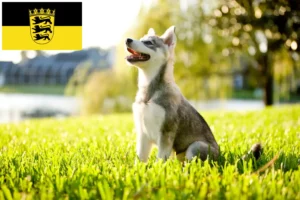 Lire la suite à propos de l’article Alaskan Klee Kai Éleveurs et chiots en Baden-Württemberg