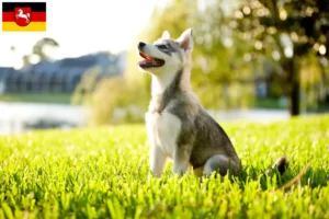 Lire la suite à propos de l’article Alaskan Klee Kai Éleveurs et chiots en Basse-Saxe
